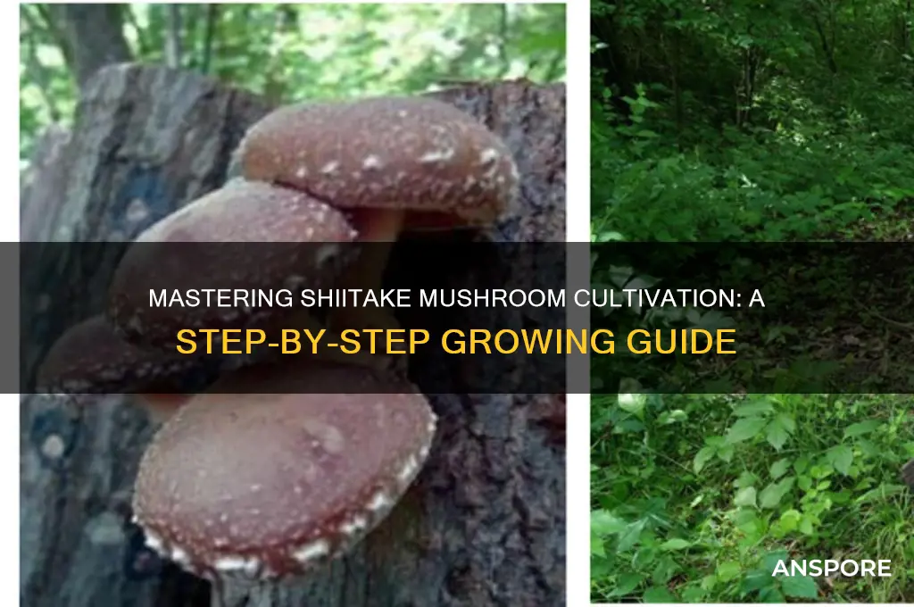 how to grow shiaqga mushroom
