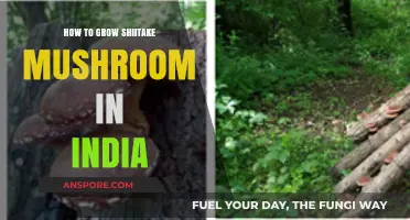 Mastering Shiitake Mushroom Cultivation in India: A Step-by-Step Guide
