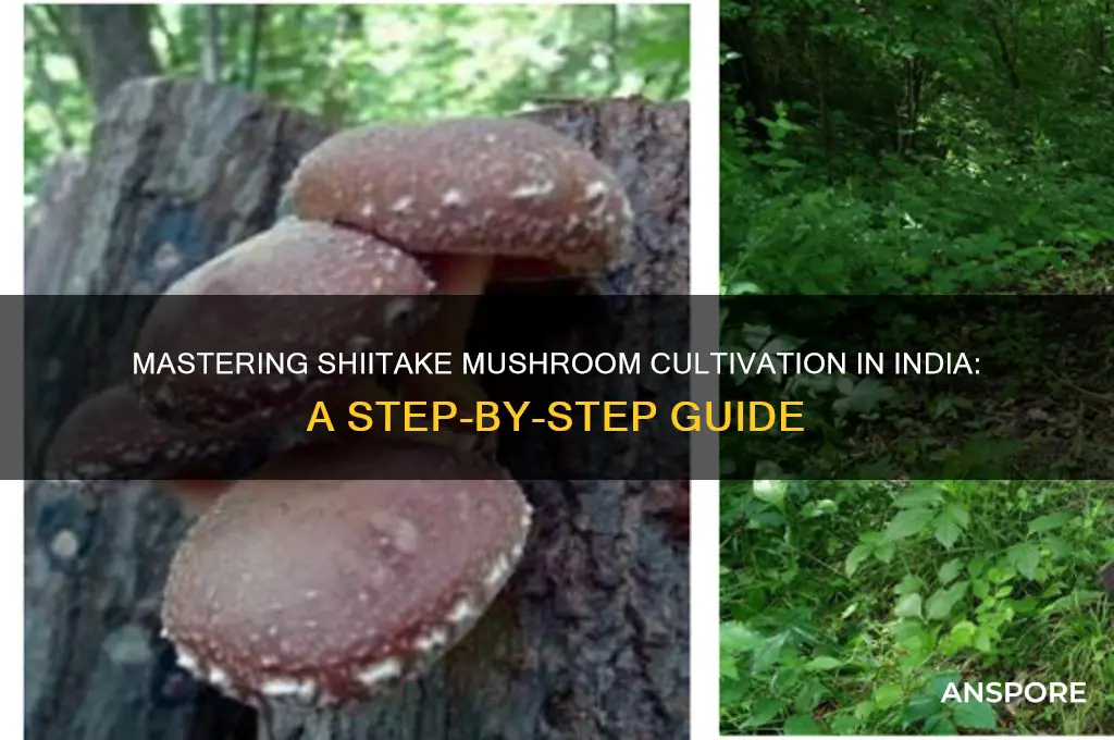 how to grow shiitake mushroom in india