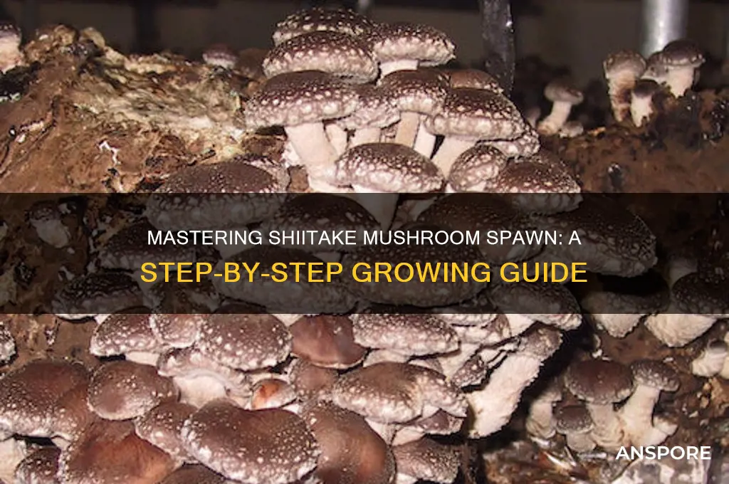 how to grow shiitake mushroom spawn