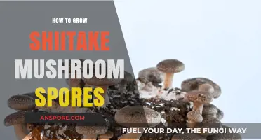 Mastering Shiitake Cultivation: A Guide to Growing Mushroom Spores