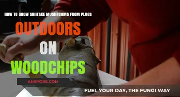 Grow Shiitake Mushrooms Outdoors: Woodchip Plug Cultivation Guide