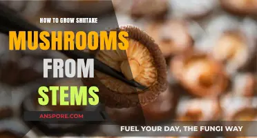 Grow Shiitake Mushrooms Easily: A Stem-to-Harvest Guide
