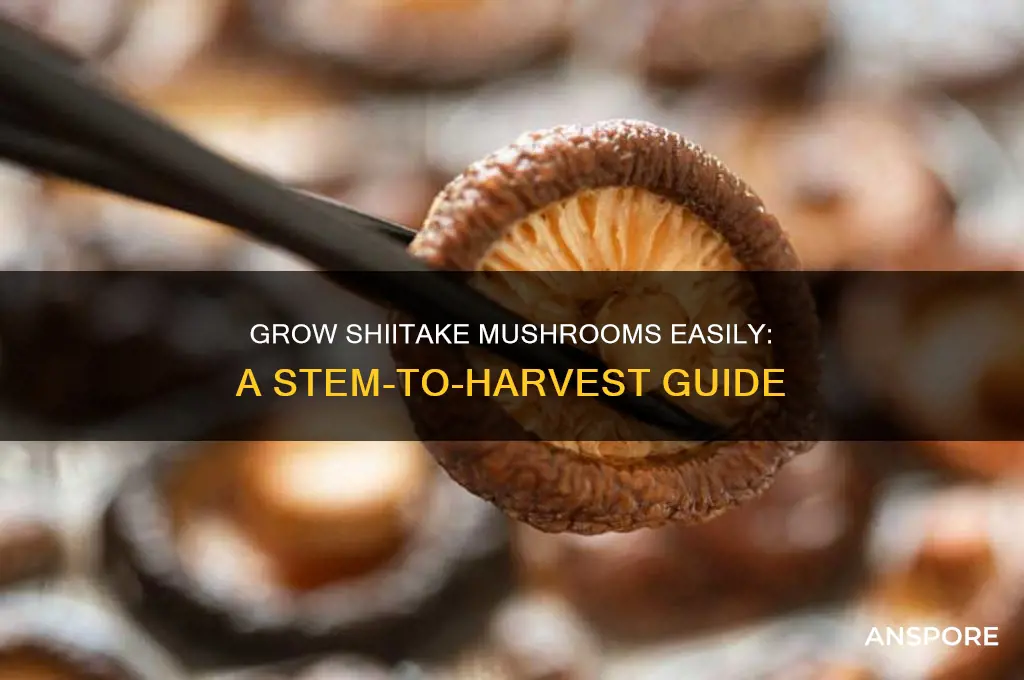 how to grow shiitake mushrooms from stems