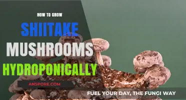 Hydroponic Shiitake Cultivation: A Step-by-Step Guide to Growing Mushrooms