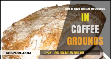 Grow Shiitake Mushrooms Easily Using Recycled Coffee Grounds at Home