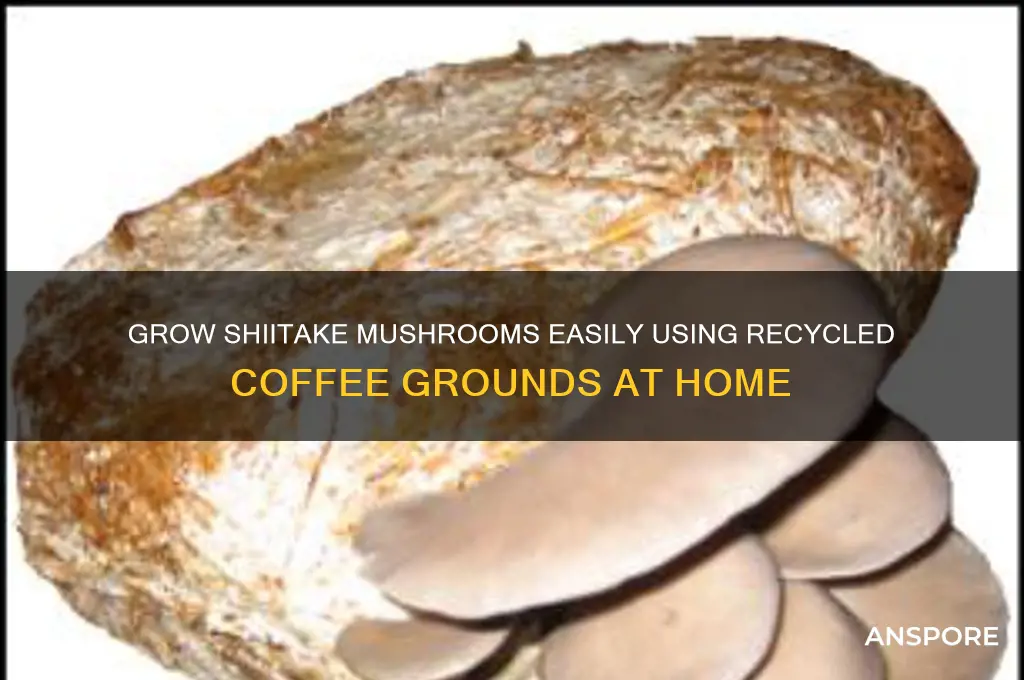 how to grow shiitake mushrooms in coffee grounds