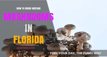 Growing Shiitake Mushrooms in Florida: A Step-by-Step Guide