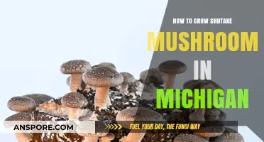 Growing Shiitake Mushrooms in Michigan: A Step-by-Step Guide