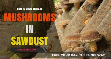 Mastering Shiitake Cultivation: A Sawdust-Based Growing Guide
