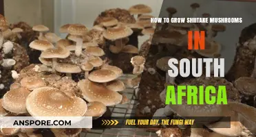 Mastering Shiitake Cultivation: A South African Grower's Guide