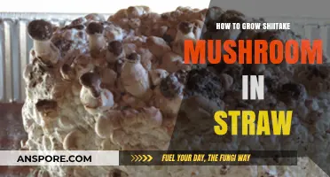 Mastering Shiitake Cultivation: A Step-by-Step Guide to Growing in Straw