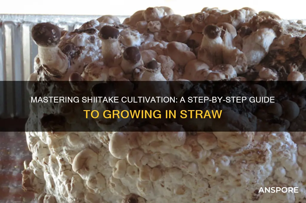 how to grow shiitake mushrooms in straw