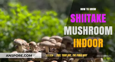 Master Indoor Shiitake Cultivation: Simple Steps for Fresh Mushrooms