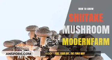 Mastering Shiitake Cultivation: Modern Techniques for Abundant Mushroom Harvests