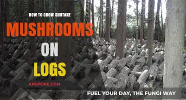 Master Shiitake Log Cultivation: A Step-by-Step Growing Guide