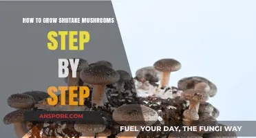Master Shiitake Mushroom Cultivation: A Comprehensive Step-by-Step Guide
