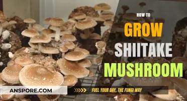 Mastering Shiitake Cultivation: A Beginner's Guide to Growing Mushrooms