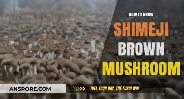 Mastering Shimeji Brown Mushroom Cultivation: A Step-by-Step Growing Guide