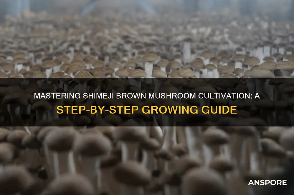 how to grow shimeji brown mushrooms