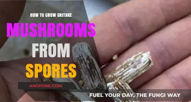 Mastering Shiitake Cultivation: A Step-by-Step Guide to Growing from Spores
