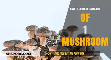 Mastering Shiitake Cultivation: Grow Abundant Mushrooms from a Single Spawn