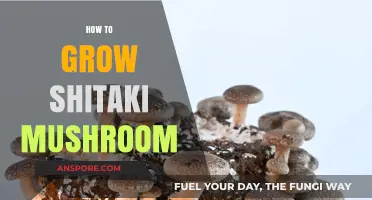 Mastering Shiitake Mushroom Cultivation: A Step-by-Step Growing Guide