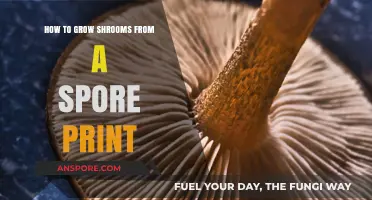 Mastering Mushroom Cultivation: Growing Shrooms from Spore Prints