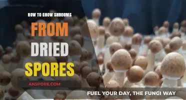 Mastering Mushroom Cultivation: Growing Shrooms from Dried Spores Easily