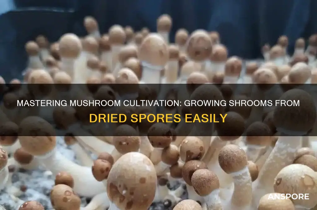 how to grow shrooms from dried spores
