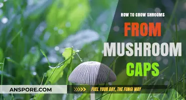 Growing Shrooms from Caps: A Beginner's Guide to Mushroom Cultivation