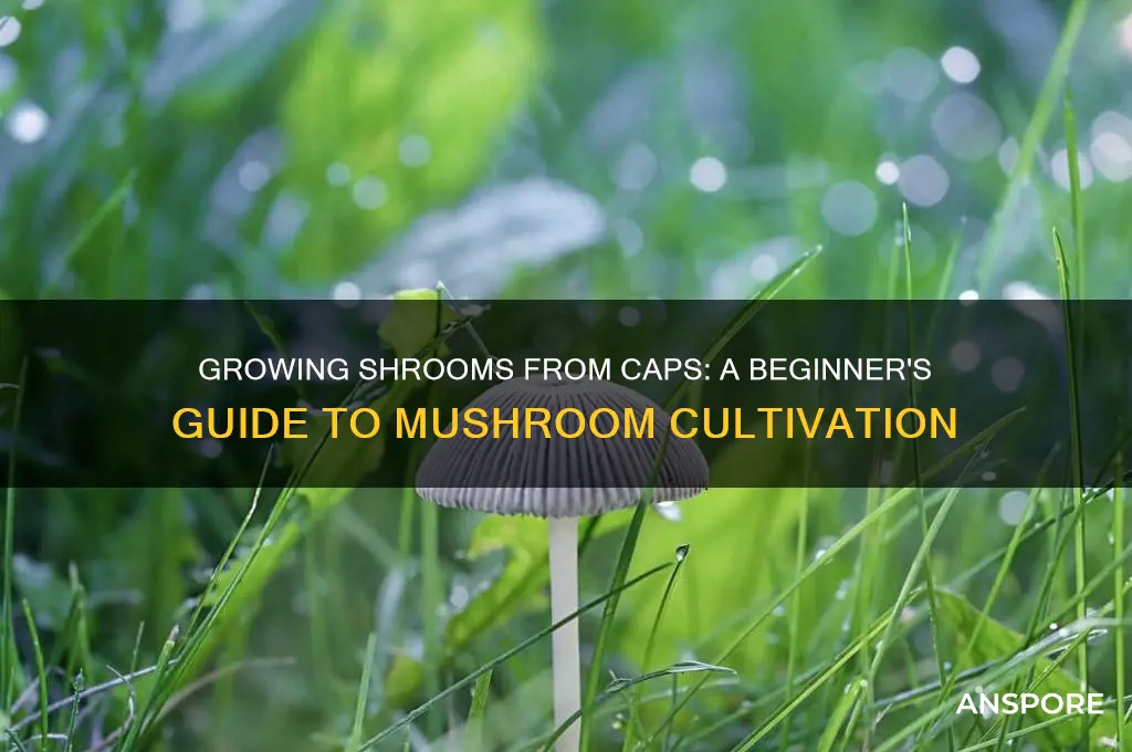 how to grow shrooms from mushroom caps