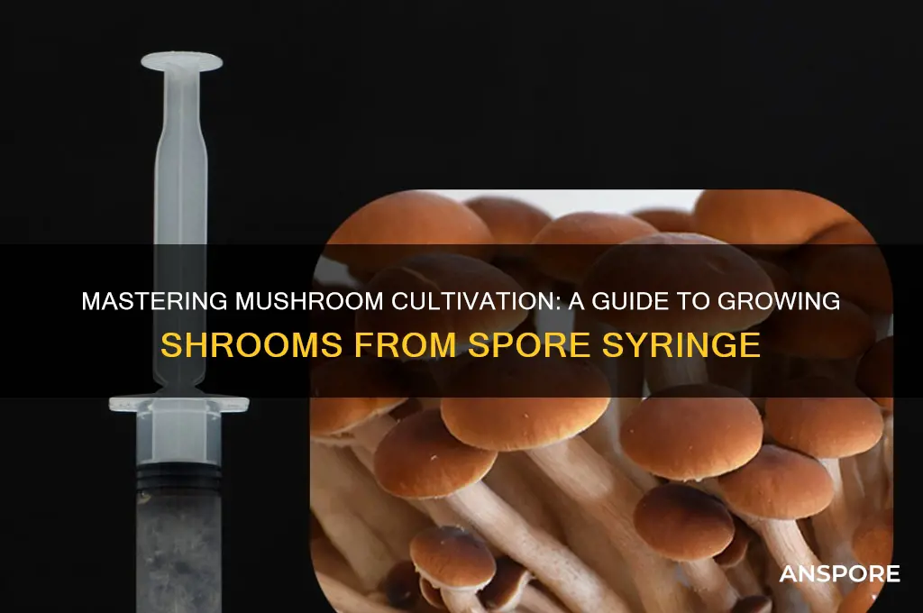 how to grow shrooms from spore syringe