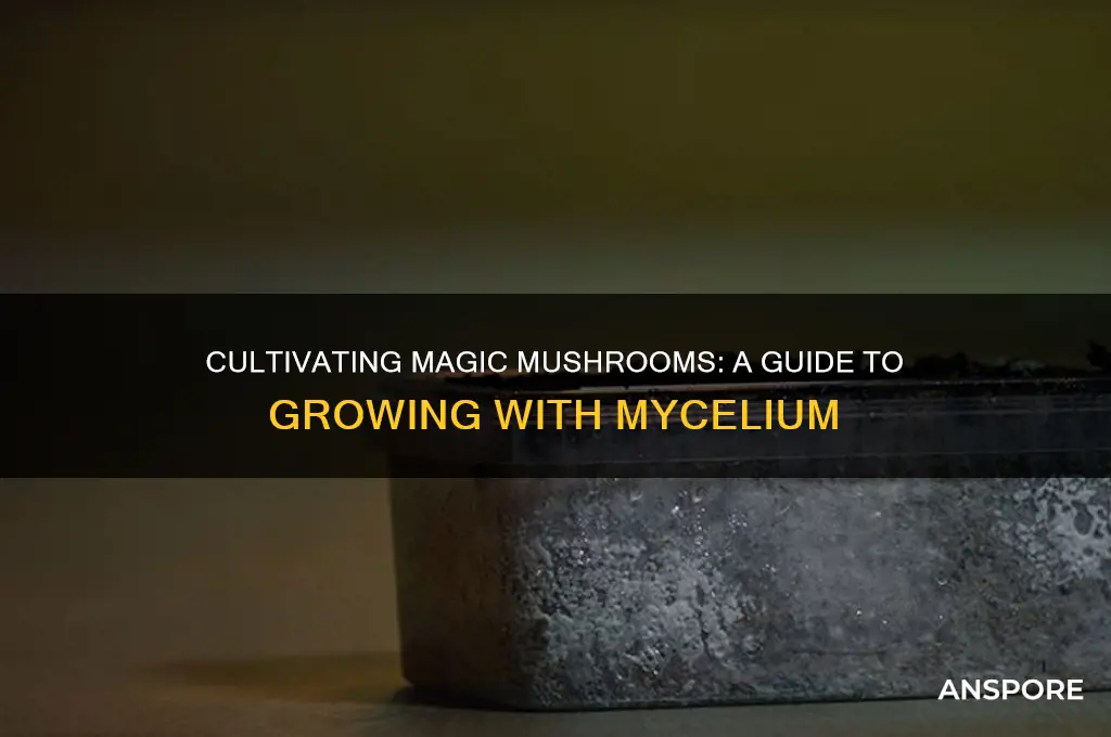 how to grow shrooms with magic mushroom mycelium