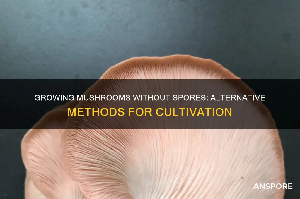how to grow shrooms without spores