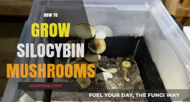 Cultivating Psilocybin Mushrooms: A Comprehensive Guide to Safe Growing Techniques