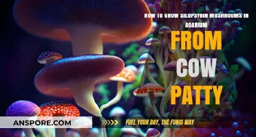 Growing Psilocybin Mushrooms in an Aquarium Using Cow Patties