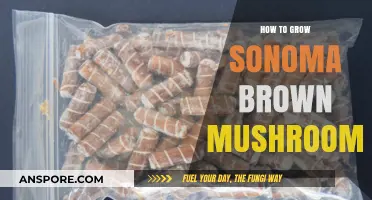 Mastering Sonoma Brown Mushroom Cultivation: A Step-by-Step Growing Guide