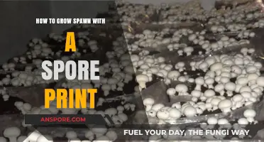 Mastering Mushroom Cultivation: Growing Spawn from Spore Prints