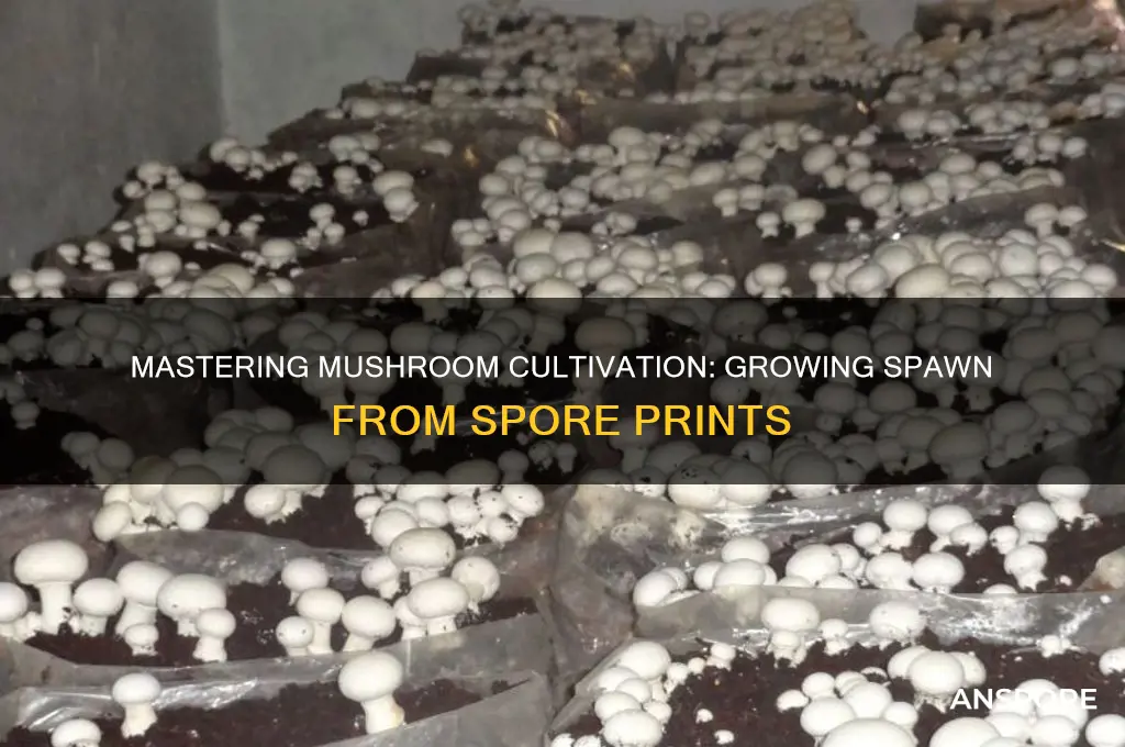 how to grow spawn with a spore print