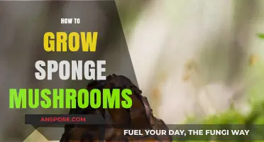 Mastering Sponge Mushroom Cultivation: A Step-by-Step Growing Guide