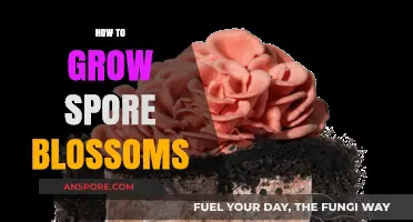Mastering Spore Blossoms: A Step-by-Step Guide to Successful Growth