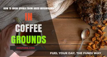 Growing Spores from Dried Mushrooms in Coffee Grounds: A Simple Guide