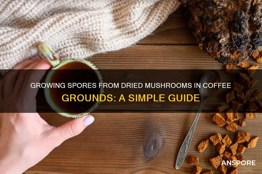how to grow spores from dried mushrooms in coffee grounds