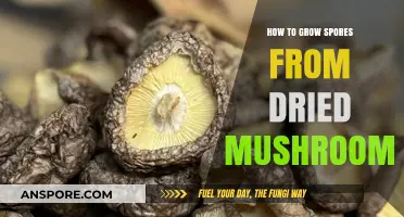 Reviving Dried Mushrooms: A Step-by-Step Guide to Growing Spores