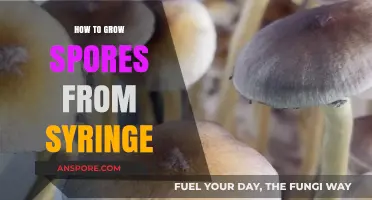Mastering Mushroom Cultivation: A Guide to Growing Spores from Syringe