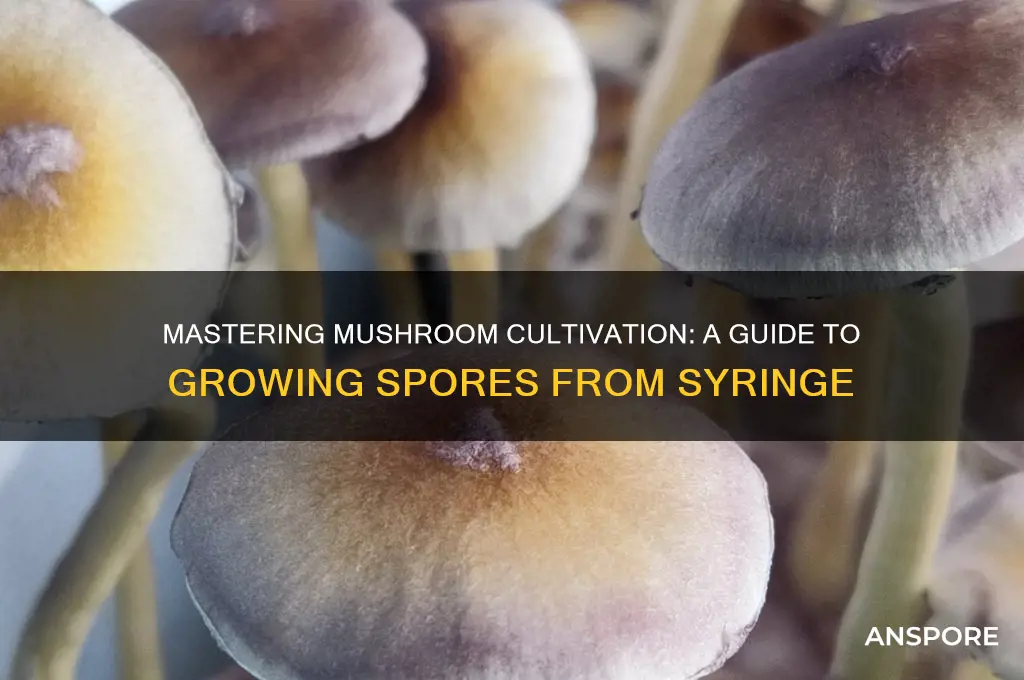 how to grow spores from syringe