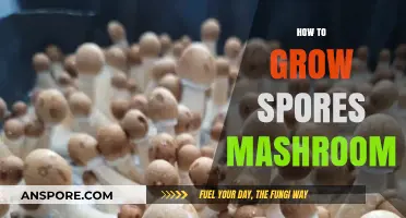 Mastering Mushroom Cultivation: A Guide to Growing Spores Successfully