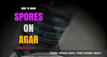 Mastering Agar Cultivation: A Step-by-Step Guide to Growing Spores