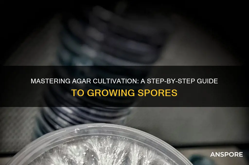 how to grow spores on agar